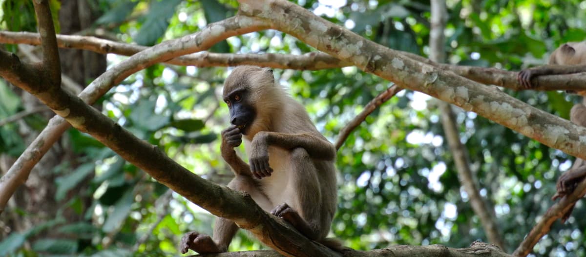 Primate seduto sopra un ramo