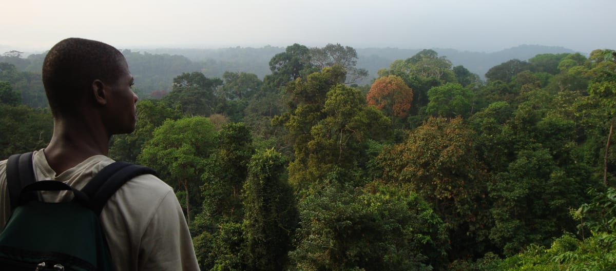 Foresta pluviale a sud del Parco nazionale di Korup, Camerun