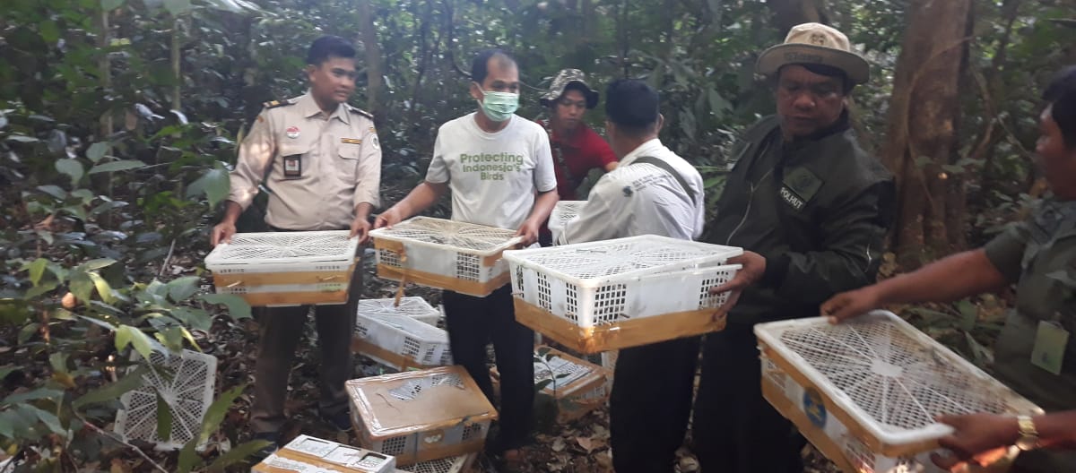 Fermare il traffico di animali selvatici: il nostro partner indonesiano FLIGHT si dedica alla liberazione degli uccelli selvatici dal confino.