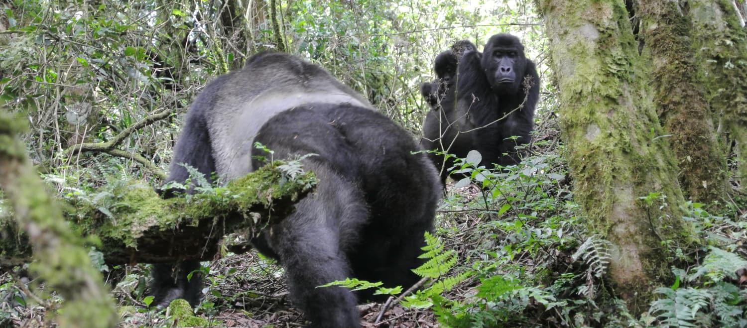 Gorilla di pianura orientale con due piccoli gemelli nel Parco Nazionale di Kahuzi-Biega