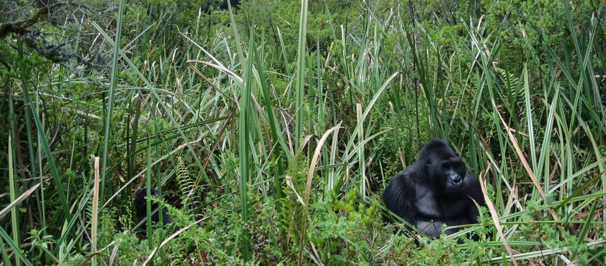 Il gorilla argentato di Bonané in mezzo al bambù