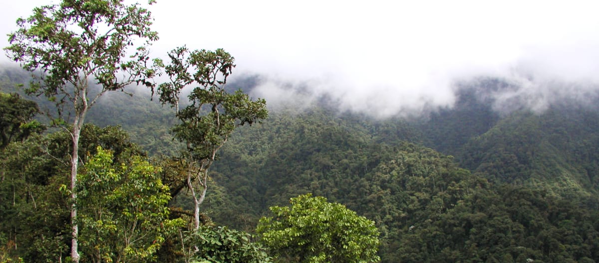 Foresta nuvolosa di montagna nella regione di Intag, Ecuador settentrionale. Vista della vegetazione.