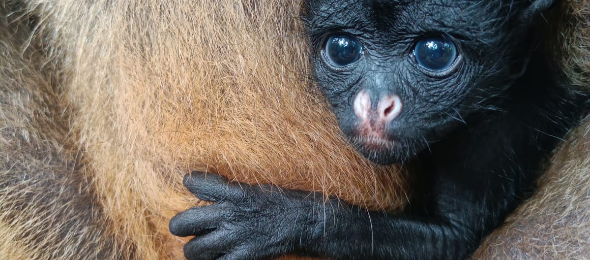 Il cucciolo di scimmia ragno dalla fronte bianca Libertad è nato all'amaZOOnico e sarà successivamente reintrodotto e rilasciato in natura.