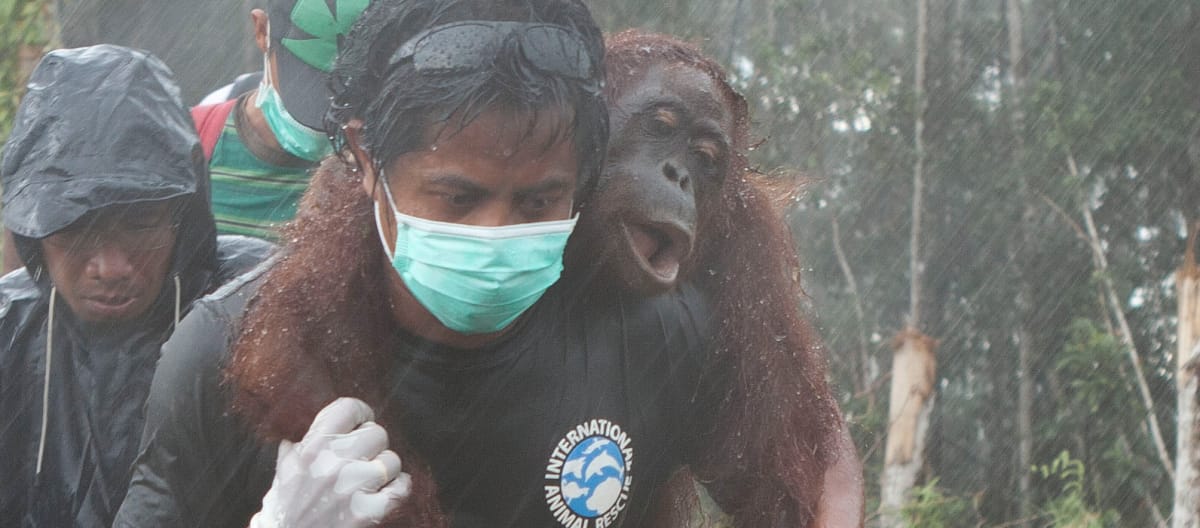 Orango viene soccorso dopo un incendio forestale