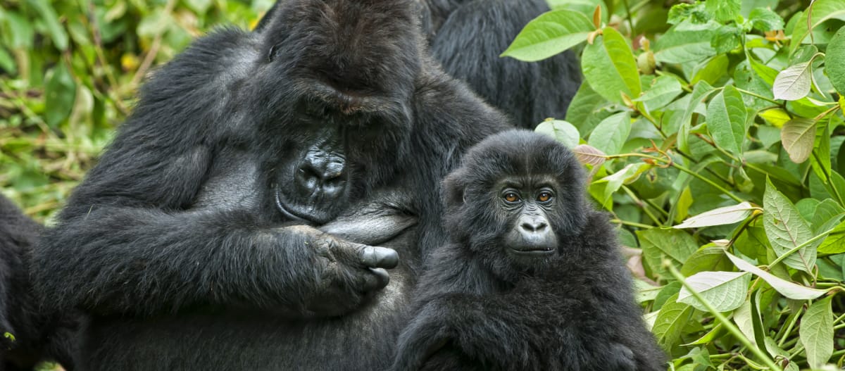 Gorilla con il suo piccolo Gorilla con il suo piccolo