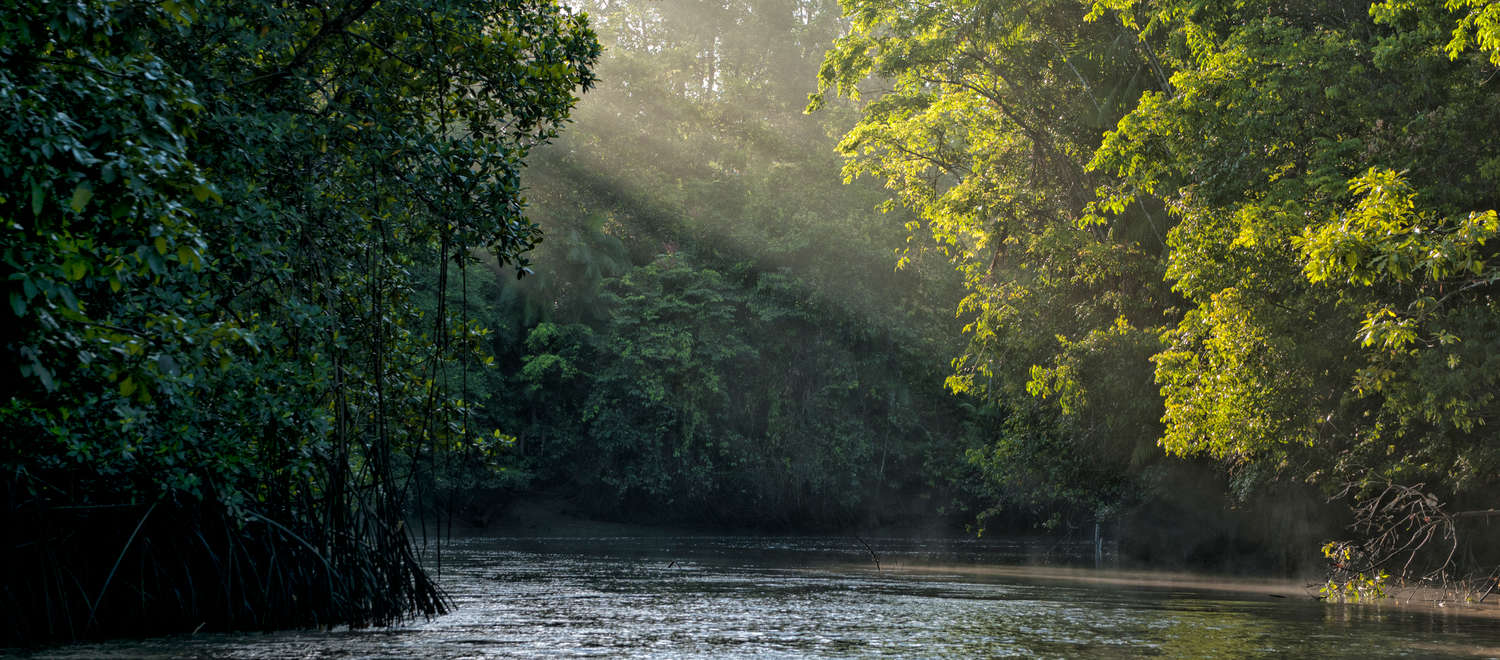 Una foresta tropicale ed un fiume