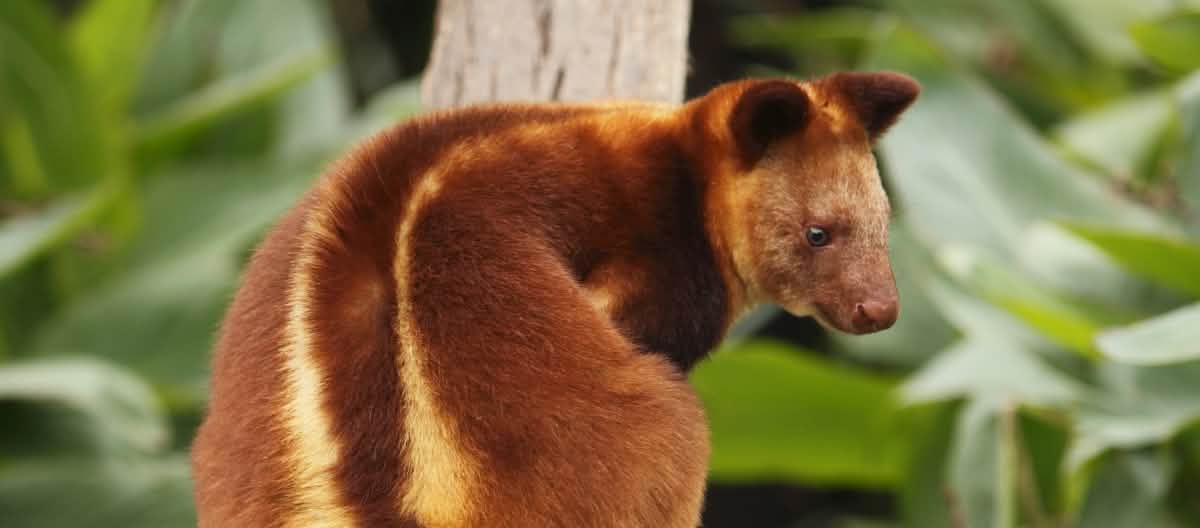 I canguri degli alberi sono ormai rari Canguro degli alberi di Papua