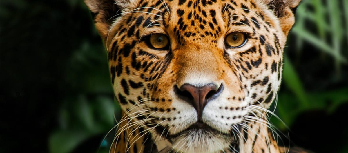 Giaguaro nella Riserva Biologica Indio Maíz, Nicaragua Giaguaro nella Riserva Biologica Indio Maíz, Nicaragua