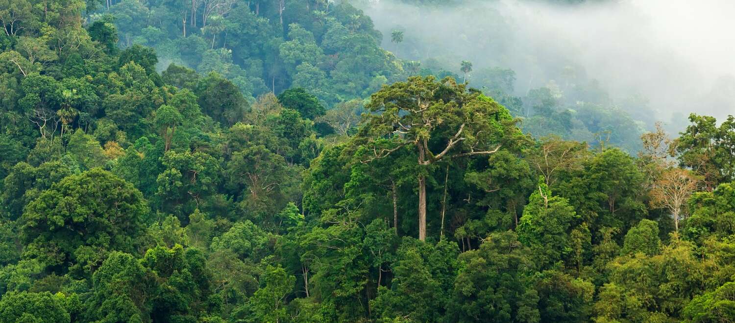 La foresta amazzonica