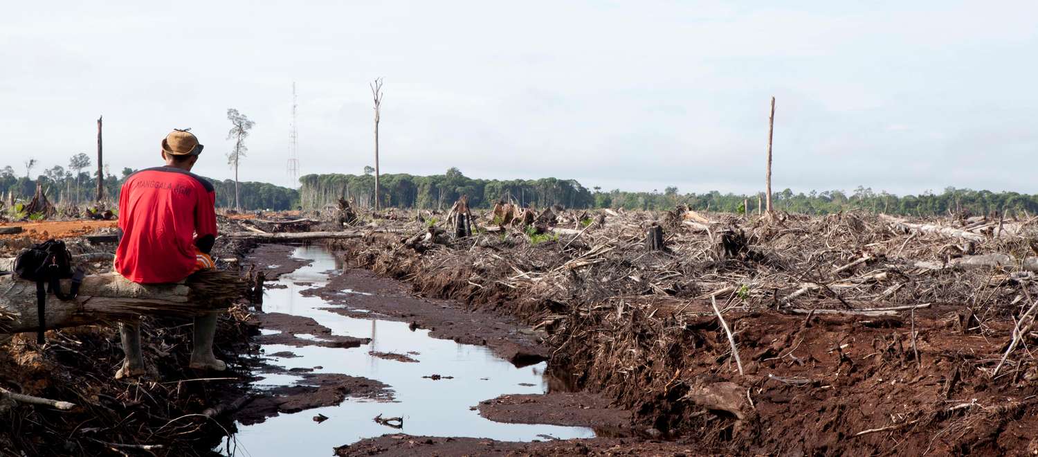 La triste realtà: deforestazione e distruzione