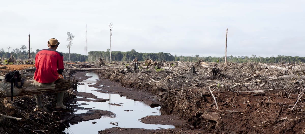 La triste realtà: deforestazione e distruzione