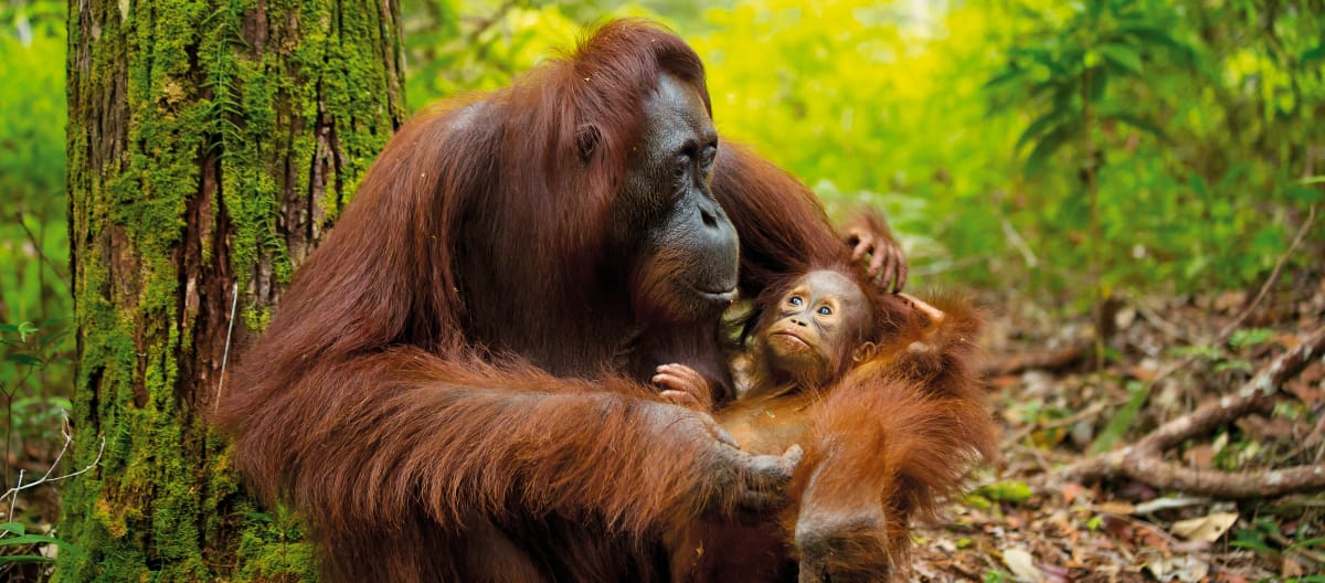 Un orango con il suo cucciolo