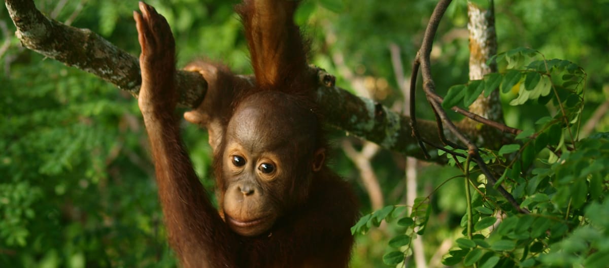 Primo piano di un cucciolo di orango nella foresta pluviale del Borneo
