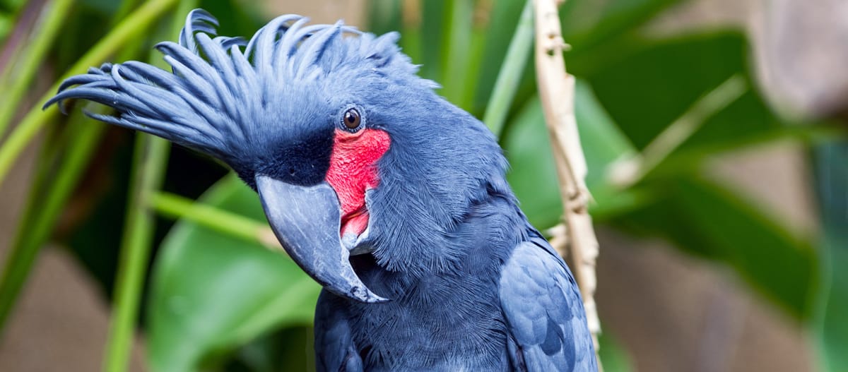 Cacatua delle palme in natura