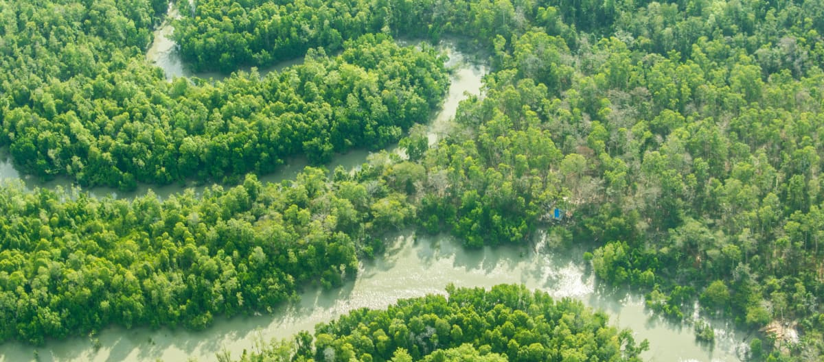 Un fiume serpeggia nella foresta pluviale