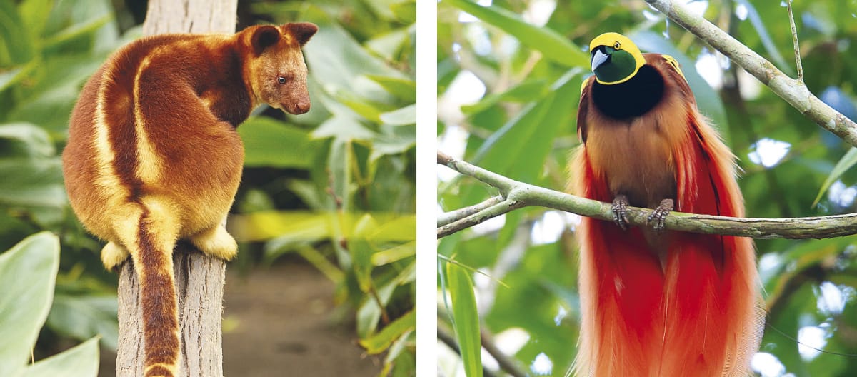 Biodiversità a Papua: Canguro arboricolo e uccello del paradiso