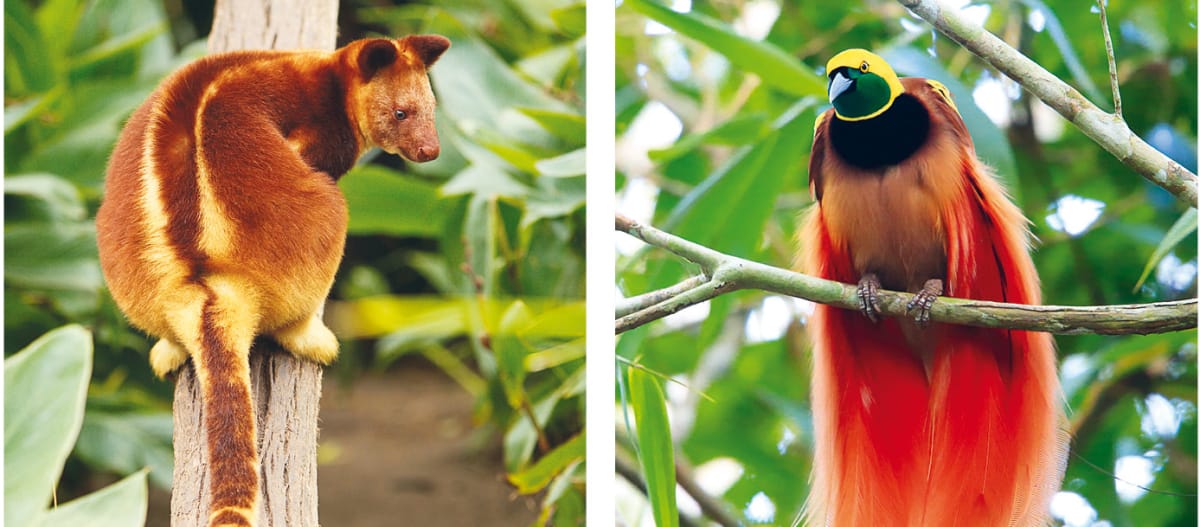 Biodiversità a Papua: Canguro arboricolo e uccello del paradiso