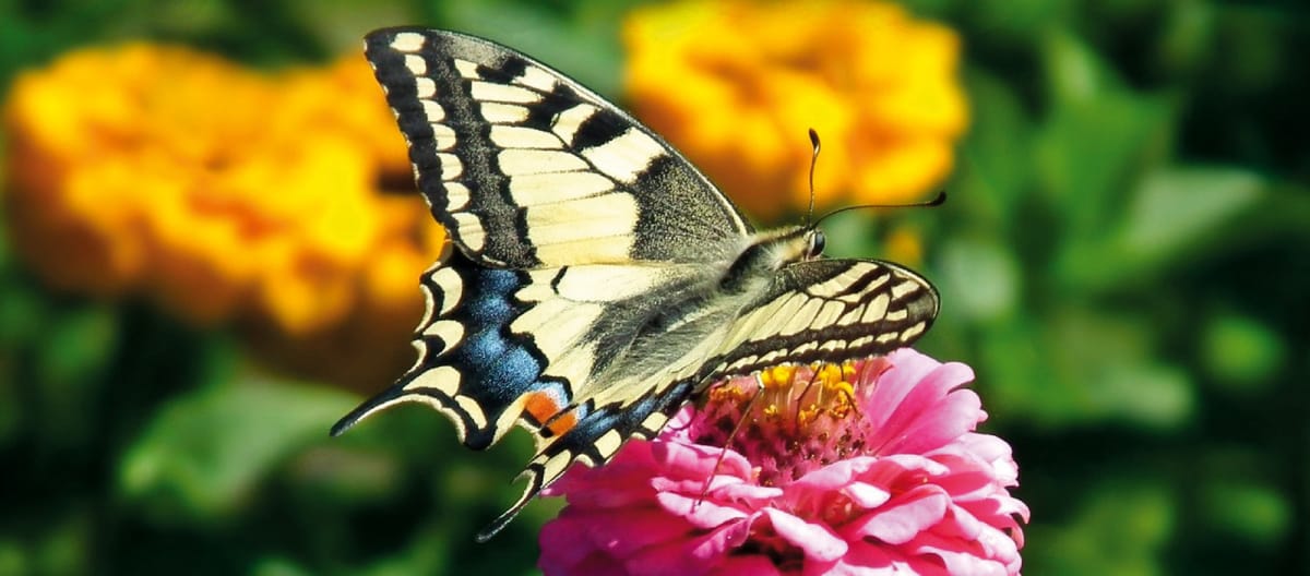 Podalirio: farfalla coda di rondine