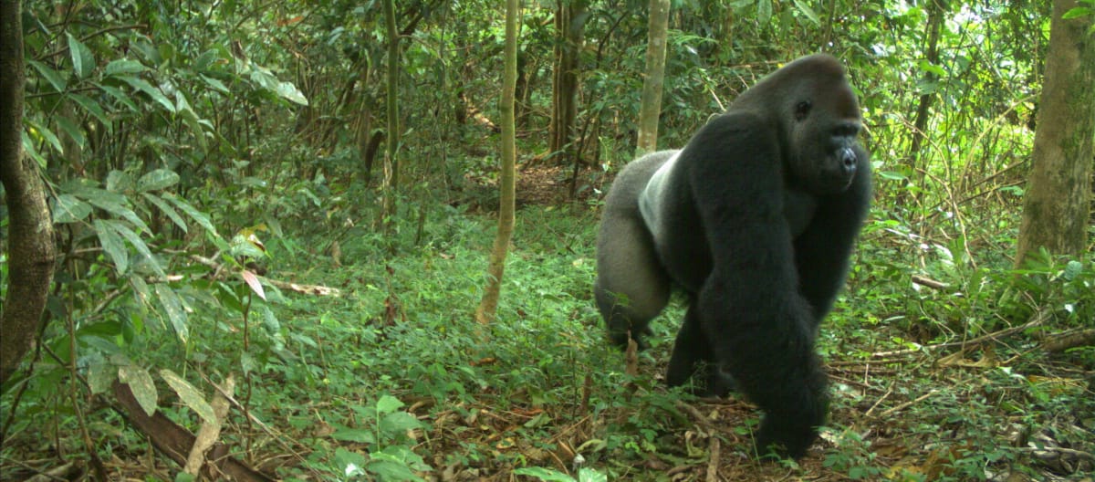 Gorilla a Cross River