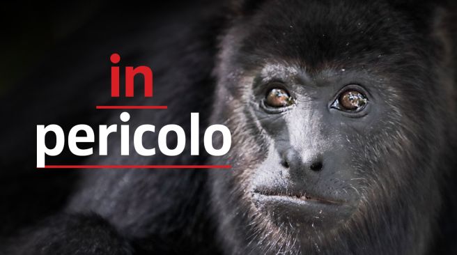 Alouatta carayá