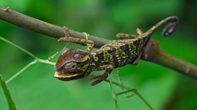 Un camaleonte nella foresta di Atewa in Ghana Un camaleonte sopra un ramo