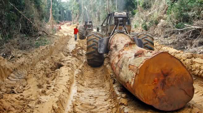 Abbattimento della foresta in Congo Un tronco tagliato e trasportato attraverso la foresta