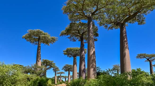 Viale dei baobab in Madagascar