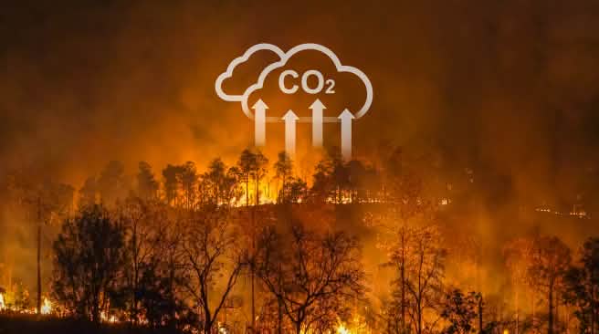 Gli incendi boschivi e la deforestazione contribuiscono al riscaldamento globale