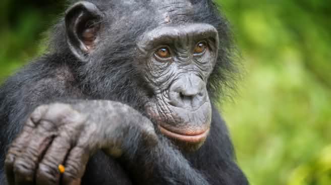 I bonobo sono molto più piccoli degli scimpanzé Un bonobo