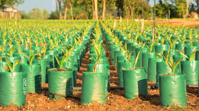 Palme da olio Piantagione di palme da olio