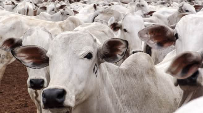 Allevamenti di bovini sostituiscono le foreste - mangiare carne distrugge la natura Mandria di bovini nel Mato Grosso