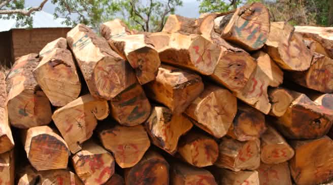 I legni pregiati sono tagliati illegalmente in Africa I legni pregiati sono tagliati illegalmente in Africa