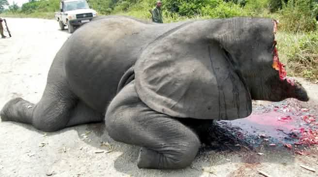 Immagine recente di bracconaggio – l’avorio è commerciato come antiquariato nella UE Immagine scioccante: un elefante le cui zanne d'avorio e metà della sua testa sono state mozzate, immagine proveniente da una strada all'interno del Parco Nazionale del Virunga