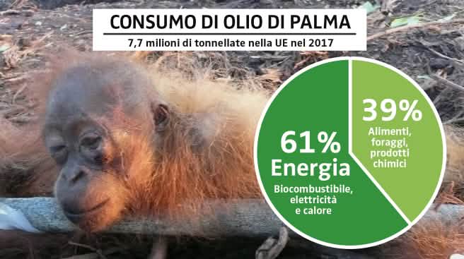 100.000 oranghi in meno: la coltivazione di palma da olio nel Borneo ha questo risultato mortale. Diciamo Basta! CONSUMO DI OLIO DI PALMA 2017