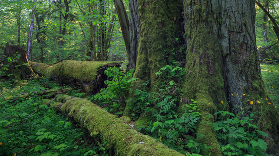 Un vecchio albero nella foresta di Bialowieza in Polonia