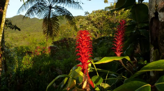 Foresta protetta di Los Cedros