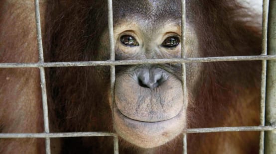 Orango che guarda attraverso le sbarre di una gabbia