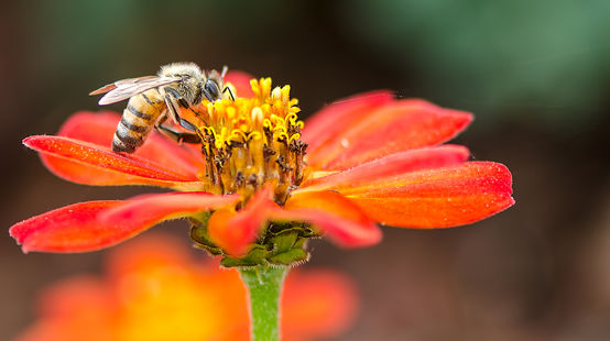 Un'ape visita un fiore