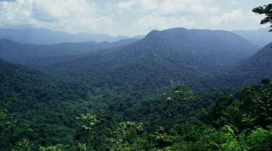 Foresta de Los Chimalapas, Oxaca, Messico