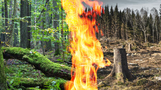Fotomontaggio: tronco che brucia per la bioenergia