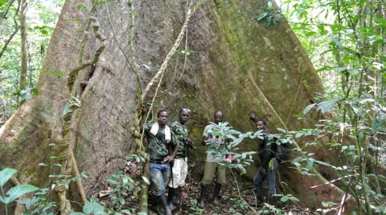 Lo staff della Wild Chimpanzee Foundation (WCF) e le guardie ecologiche in posa davanti a un antico albero nel Parco Nazionale di Sapo, in Liberia.