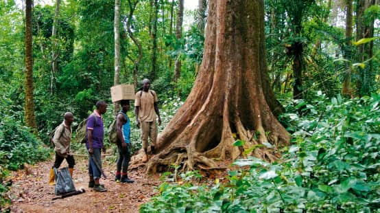 Guardiani ambientali nella foresta di Cross River, Nigeria