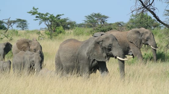 Branco di elefanti nel Serengeti