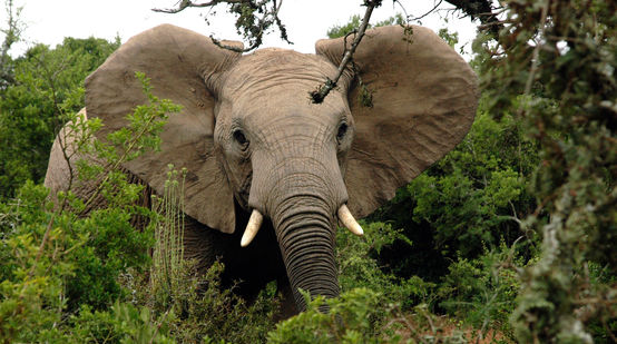 Elefante africano nella foresta