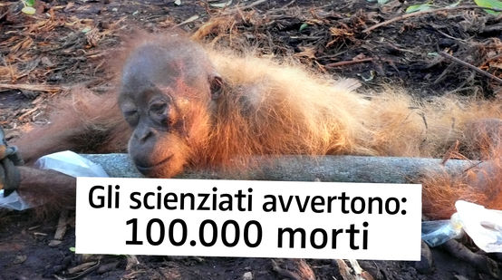 Gli scienziati avvertono: 100.000 morti