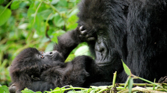 Un gorilla femmina con il suo piccolo