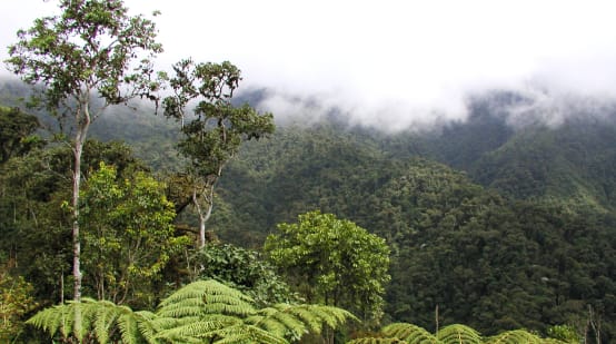 Foresta nuvolosa di montagna nella regione di Intag, Ecuador settentrionale. Vista della vegetazione.