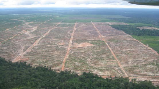 Un'enorme area tagliata e bonificata nella foresta pluviale del Perù