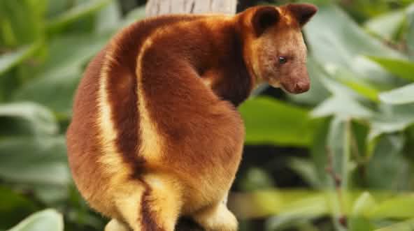 Canguro degli alberi di Papua