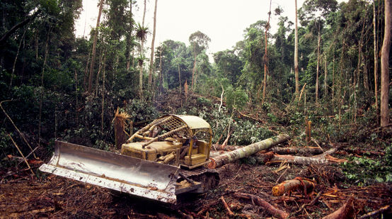 Bulldozer mentre abbatte la foresta